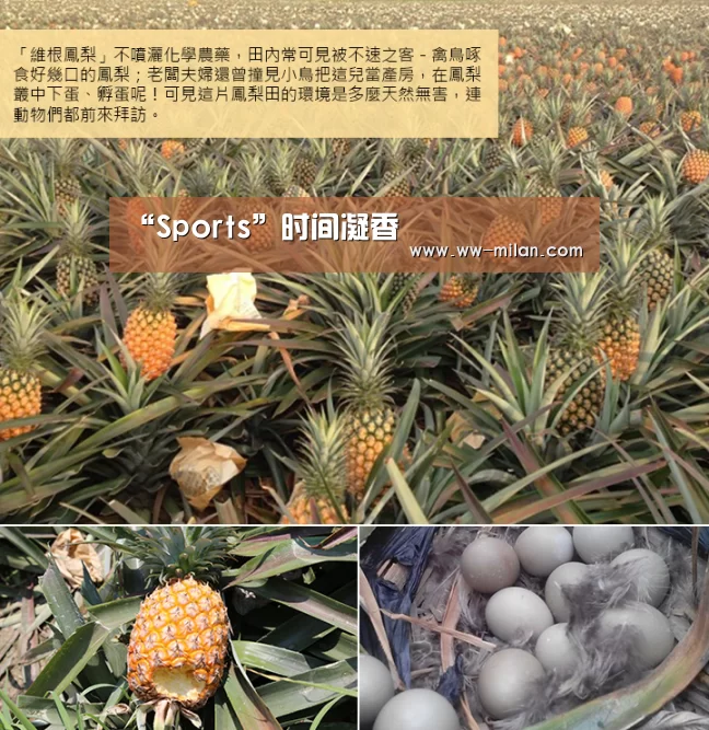 “Sports”时间凝香(图1)